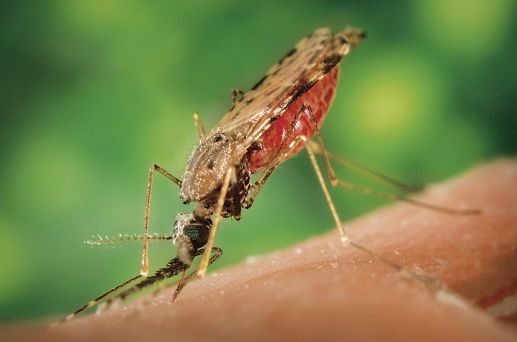 malaria mosquito (1) © CDC/James Gathany