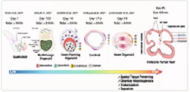 An evidence appraisal of heart organoids in a dish and commensurability to human heart development in vivo An evidence appraisal of heart organoids in a dish and commensurability to human heart development in vivo