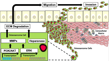 Schematic of signaling pathways involved the ECM remodeling in OS