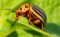 Hero_Image_invasive pests1