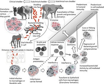 Modeling Johne S Disease From The Inside Out