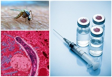 Combating Malaria: Research, Prevention And Treatment