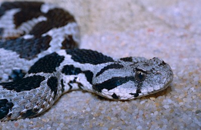 © Moorish viper, by Bernard Dupont