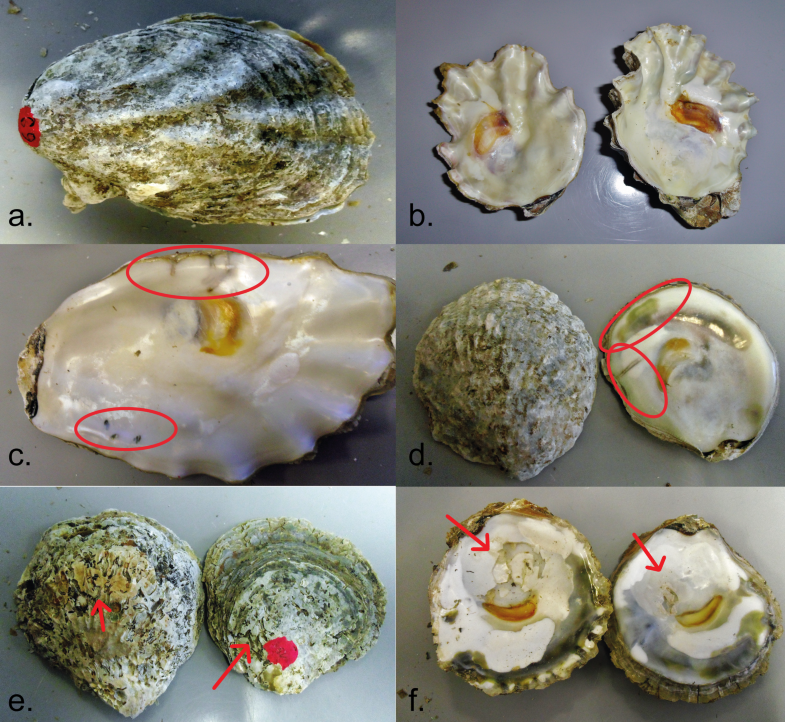 Preferential Parasitism of Native Oyster Ostrea edulis Over NonNative