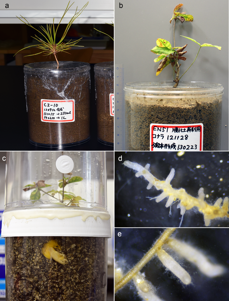 Repeated fruiting of Japanese golden chanterelle in pot culture with