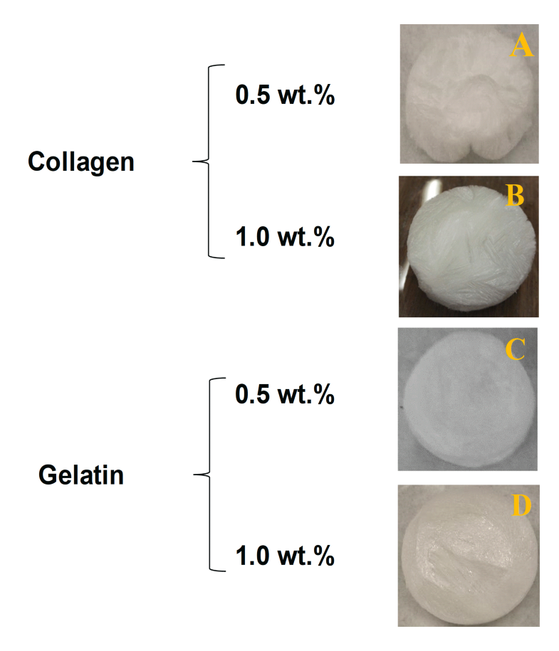 gelatin vs collagen gelatin vs collagen