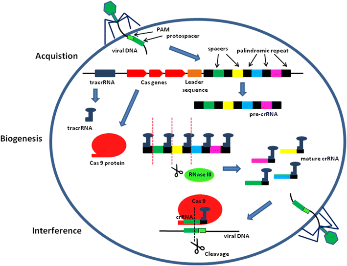 See the source image