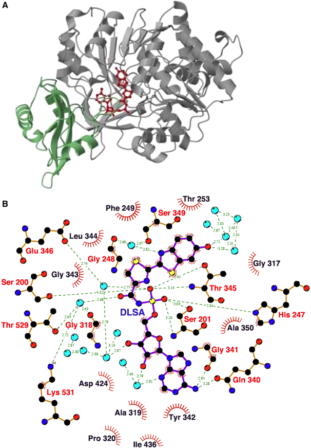 Firefly luciferase an adenylateforming enzyme for multicatalytic functions SpringerLink
