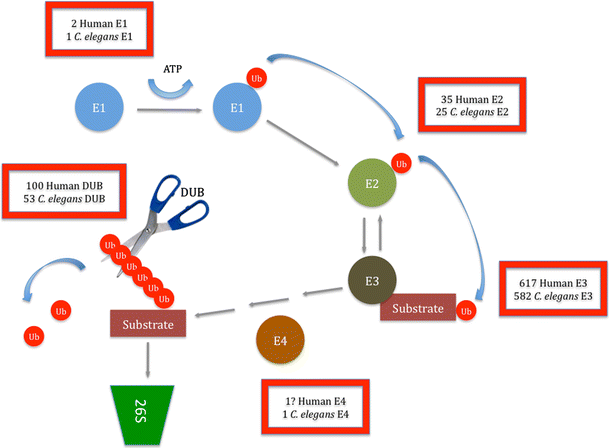 Role Of The Ubiquitin U2013proteasome System In Nervous System