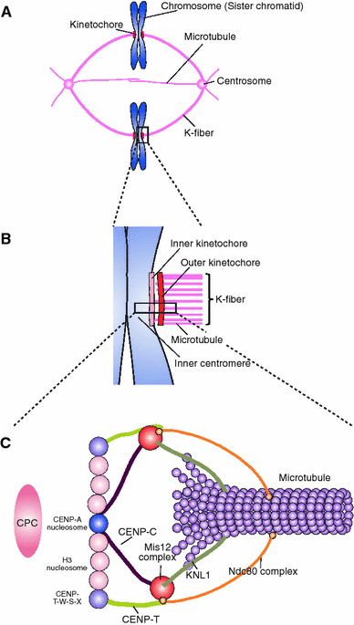 Regulatory mechanisms of kinetochore–microtubule interaction in mitosis ... Biology Diagrams