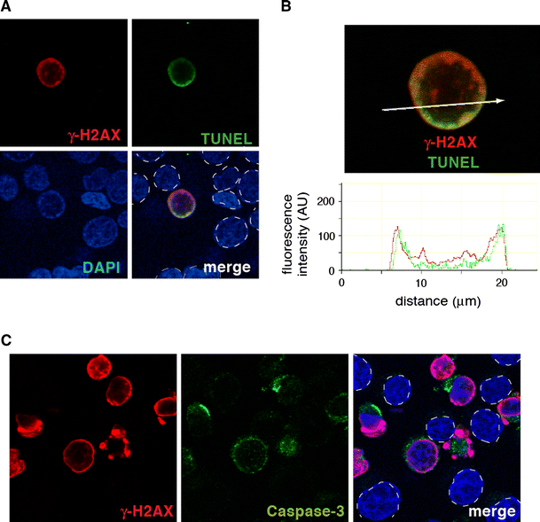 The nuclear γ-H2AX apoptotic ring: implications for cancers and ...