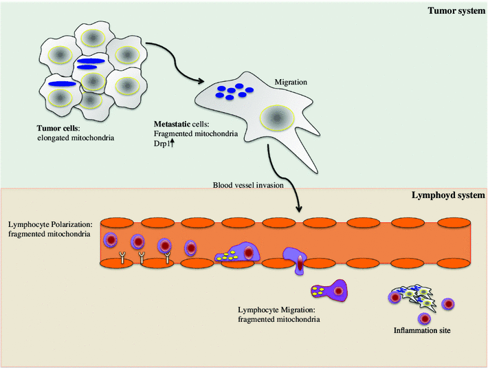 Diagram Of Mitochondria In Cell Gallery - How To Guide And 