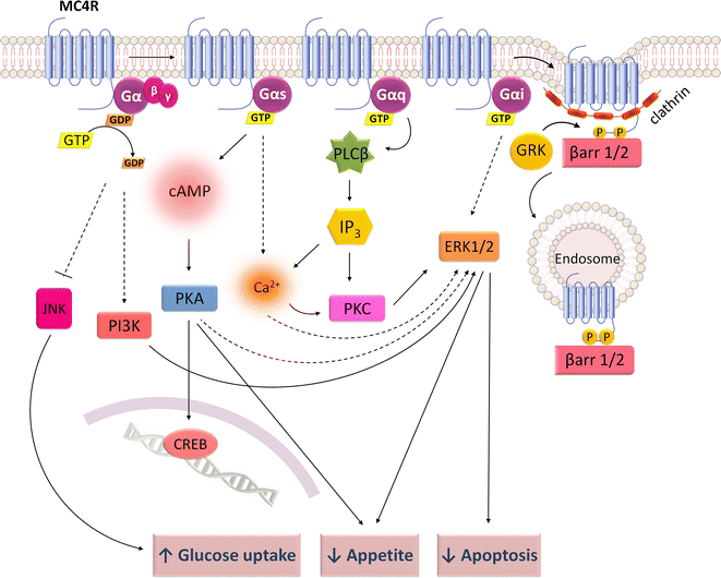 Intracellular signaling mechanisms of the melanocortin receptors ...