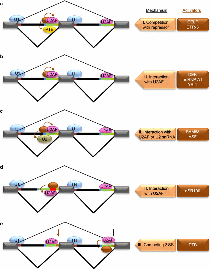 consensus splice site