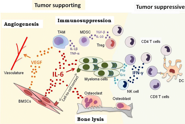 Immune Responses In Multiple Myeloma: Role Of The Natural Immune ...