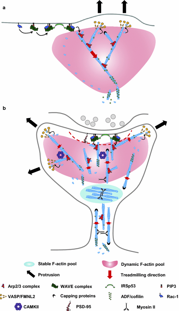 Organization And Dynamics Of The Actin Cytoskeleton During - 