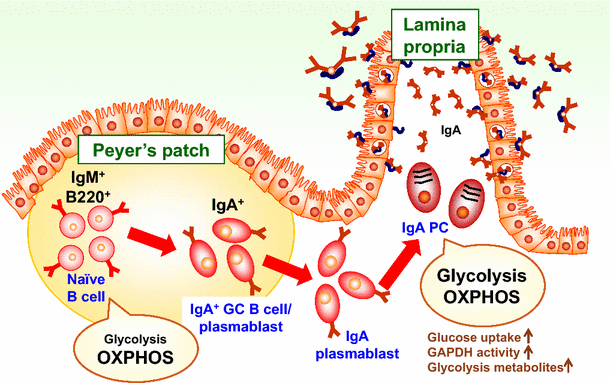 Metabolic Changes During B Cell Differentiation For The Production Of ...