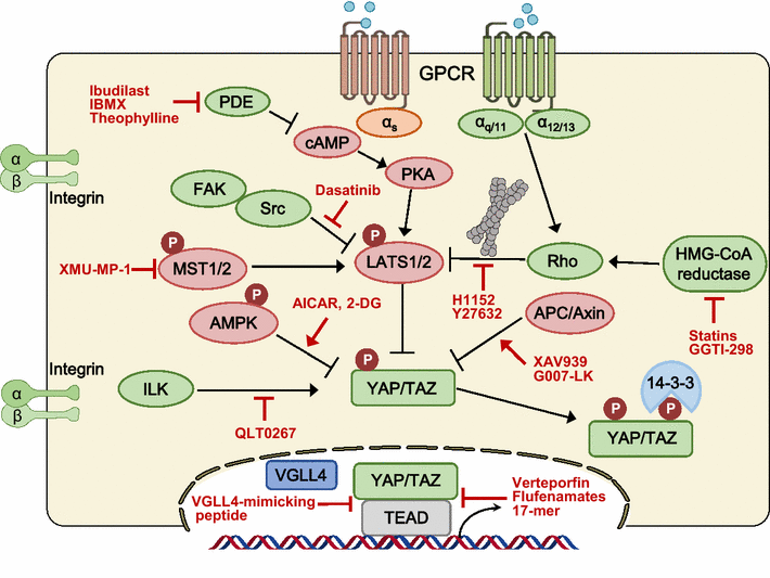 Regulation of the Hippo pathway in cancer biology | SpringerLink