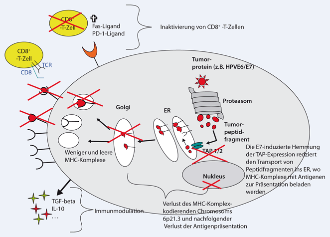 Behandlung Papillomavirus Typ 33 Behandlung Papillomavirus Typ 33