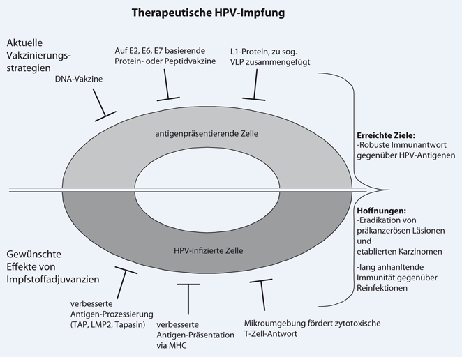 Behandlung Papillomavirus Typ 33 Behandlung Papillomavirus Typ 33
