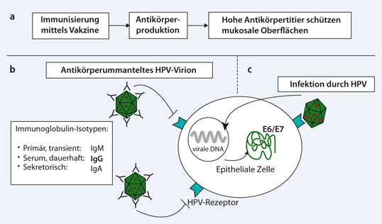 Behandlung Papillomavirus Typ 33 Behandlung Papillomavirus Typ 33