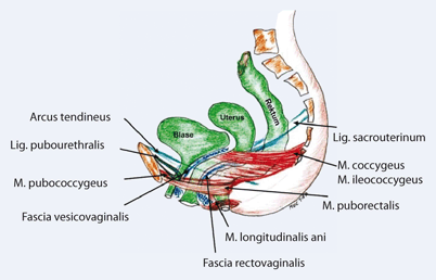 Funktionelle Anatomie Des Weiblichen Beckenbodens Springerlink - 