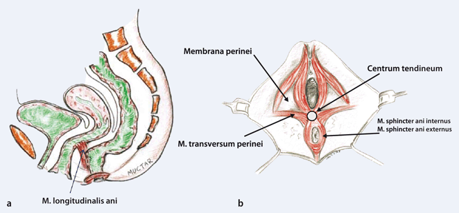 Funktionelle Anatomie Des Weiblichen Beckenbodens Springerlink - 