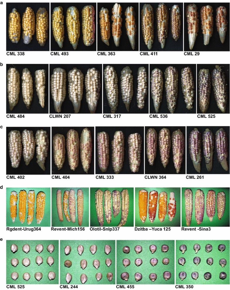 Analysis of effectiveness of R1 nj anthocyanin marker for in vivo