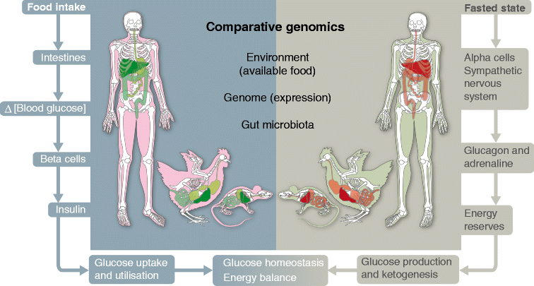 Comparative genomics beyond the horizon of the next