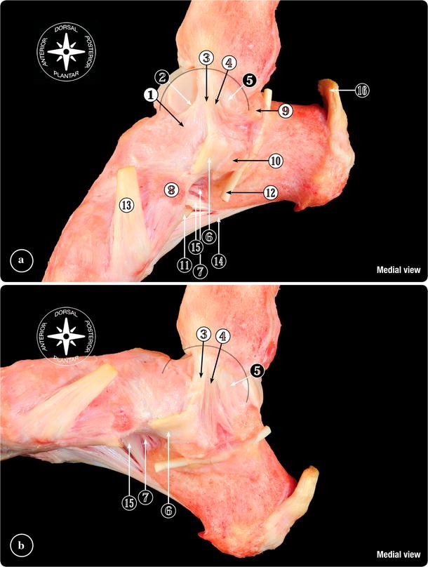 The deltoid ligament: an in-depth review of anatomy, function, and