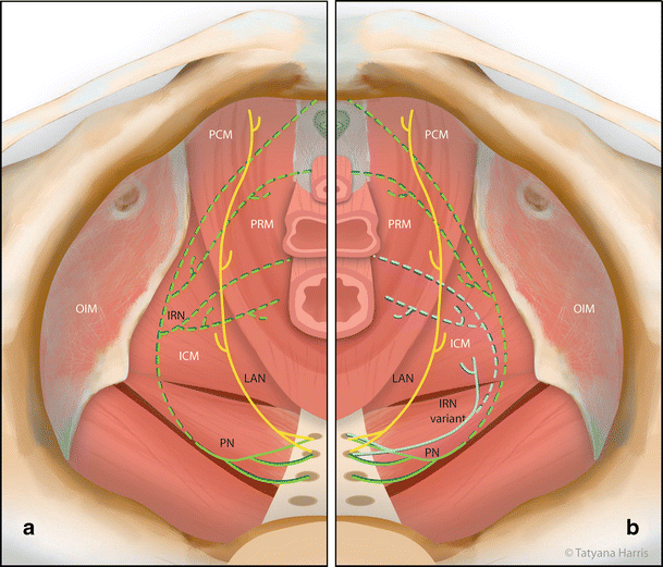 Innervation of the levator ani muscles: description of the nerve