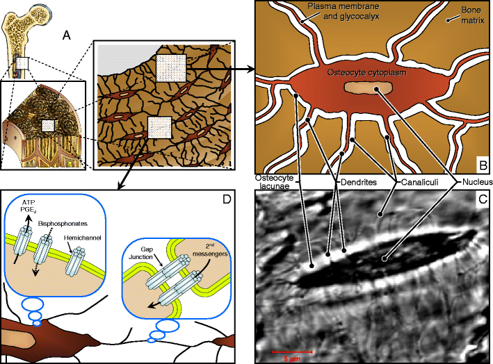 Osteocyte: the unrecognized side of bone tissue | SpringerLink Osteocyte: the unrecognized side of bone tissue | SpringerLink