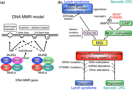 Карта мш. Msh2. Гены msh2. Mlh1, msh2, msh6, pms2, EPCAM, MSI. Карта мш2.