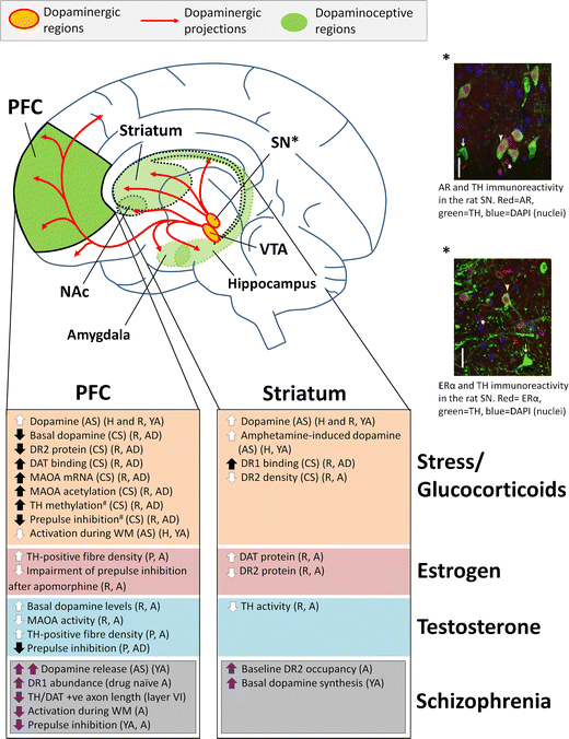 Impacts Of Stress And Sex Hormones On Dopamine Neurotransmission In The Adolescent Brain