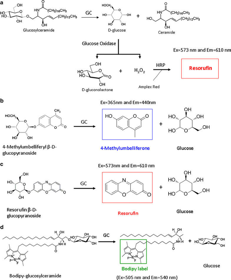 A high throughput glucocerebrosidase assay using the natural substrate