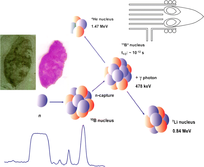 of inductively coupled plasma mass spectrometry