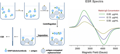 Graphical abstract