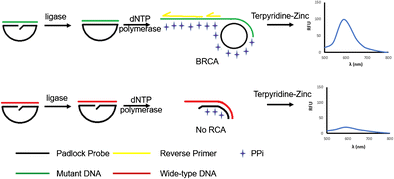 Graphical abstract