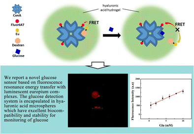 Graphical abstract