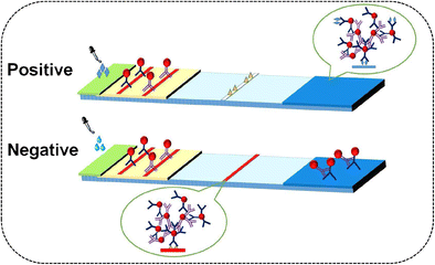 Graphical abstract