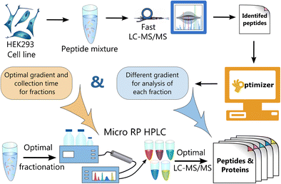 Graphical abstract