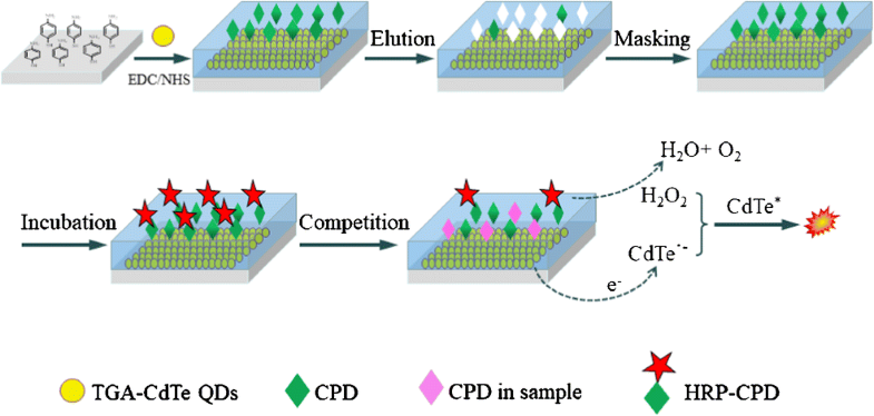 Graphical abstract