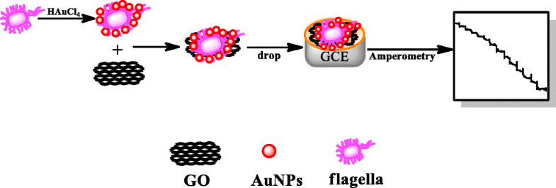 Graphical abstract