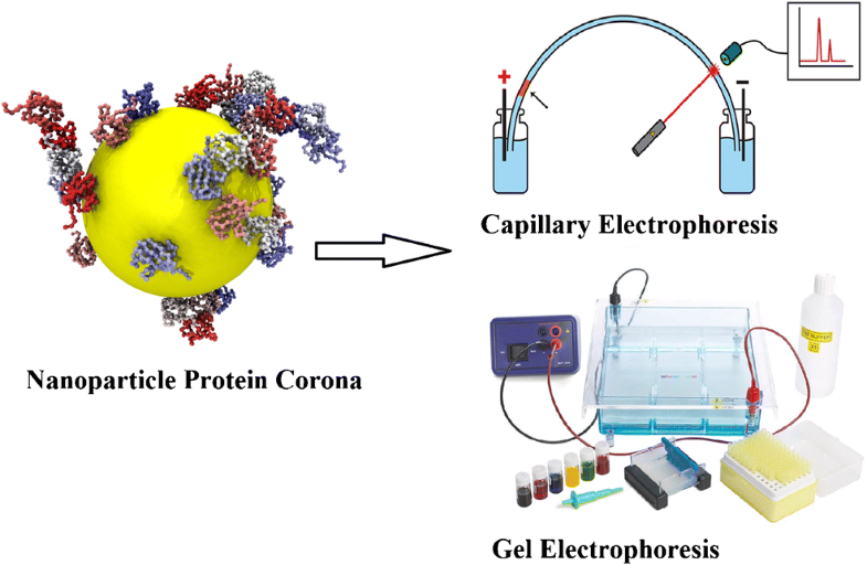 Graphical abstract