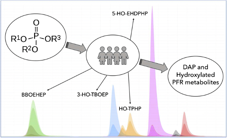 Graphical abstract