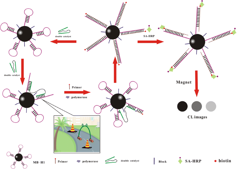 Graphical abstract