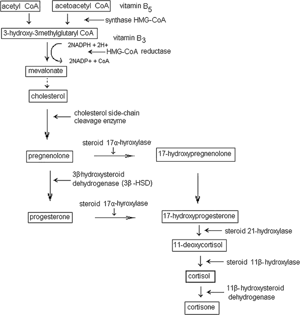 The effect of diet components on the level of cortisol | SpringerLink