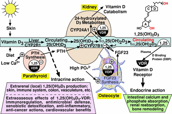 Molecular Mechanisms Of Vitamin D Action Springerlink