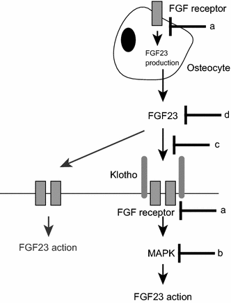fgf23 fgf receptor klotho pathway as a new drug target for disorders
