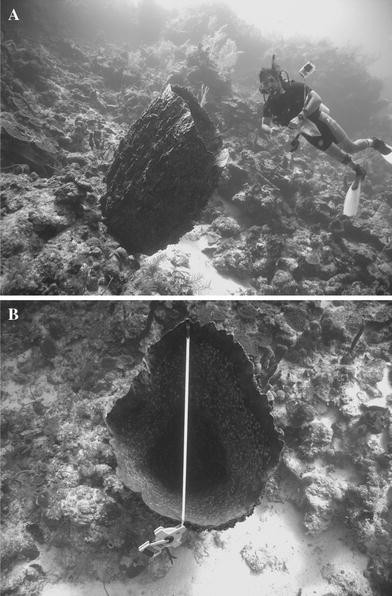 Redwood Of The Reef Growth And Age Of The Giant Barrel - 